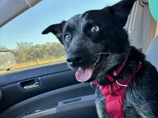 Australian Cattle Dog dogs Australian Cattle Dog Puppy 1 - Ad 2