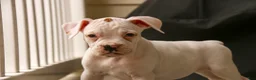 Boxer dogs for sale: Lily - Ad 3