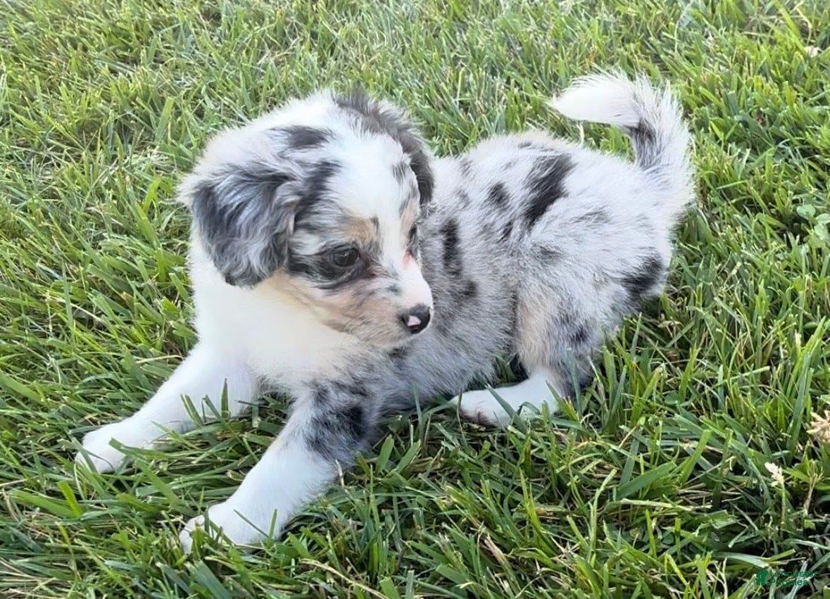 Mini Aussiedoodle dogs Cash - Ad 2