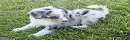 Mini Aussiedoodle dogs for sale: Cash - Ad 2