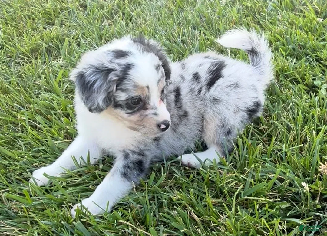 Mini Aussiedoodle dogs for sale: Cash - Ad 2