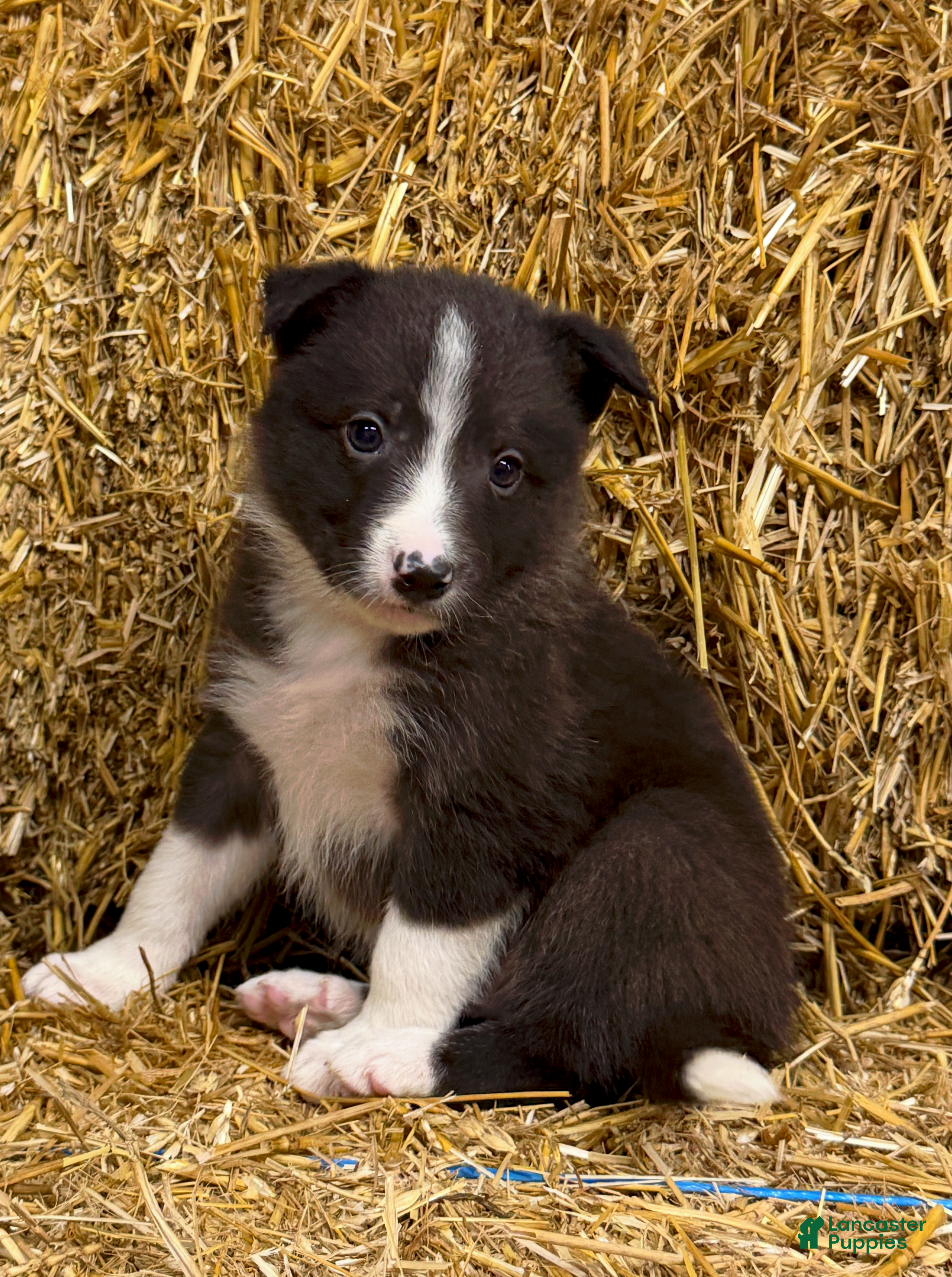 Border Collie dogs Archer - Ad 22