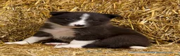Border Collie dogs for sale: Archer - Ad 1