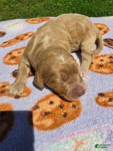 Standard Poodle dogs Dakota - Ad 2