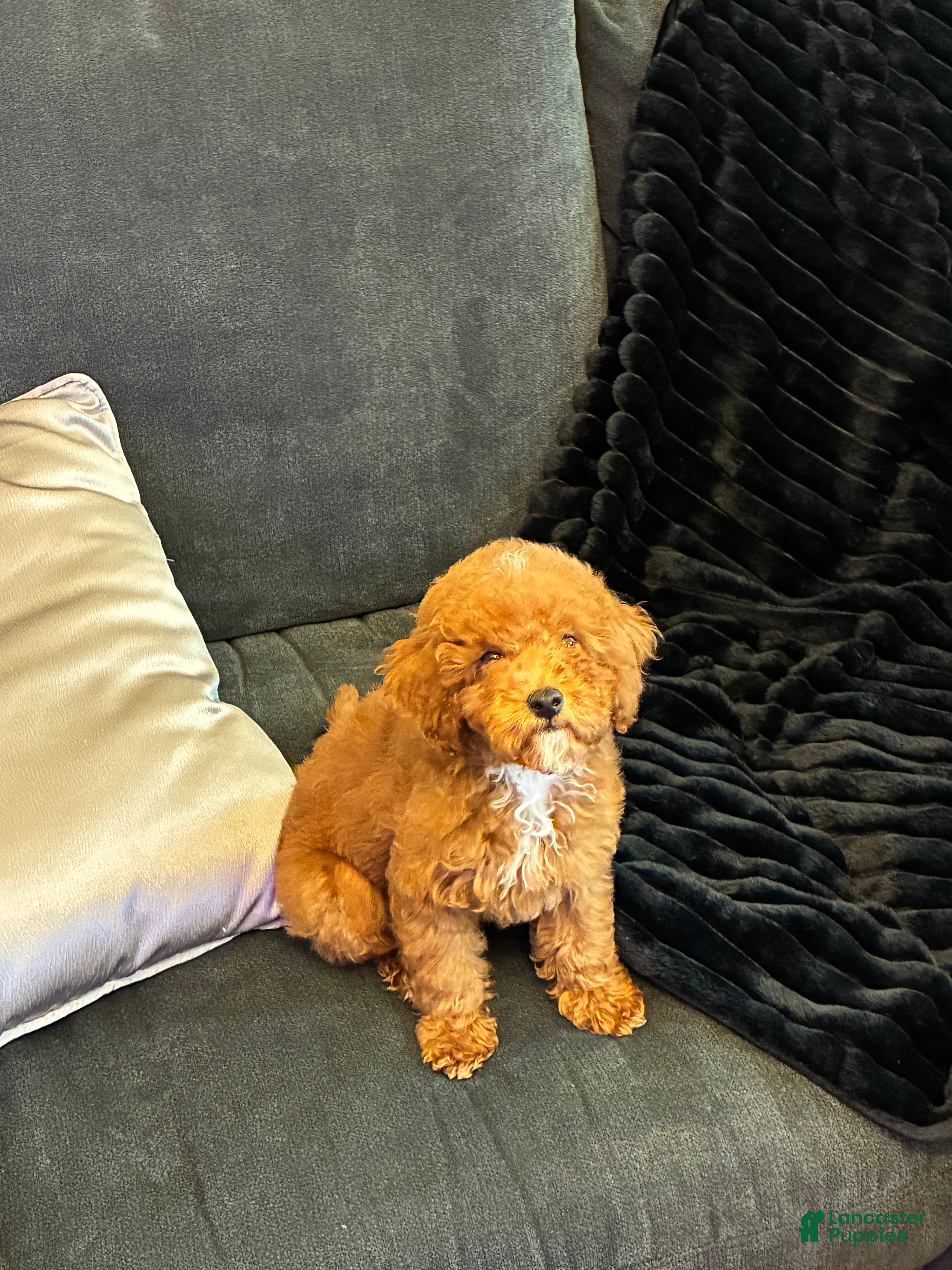 Toy Poodle dogs for sale: Toy Poodle 1 - Ad 11