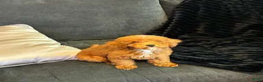 Toy Poodle 1