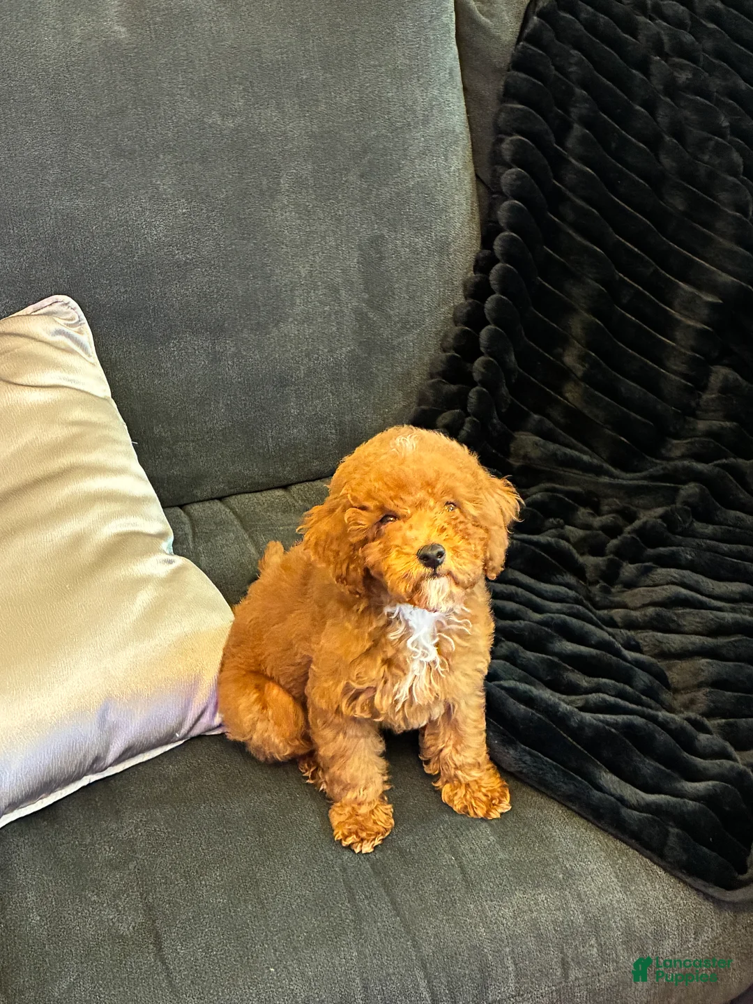 Toy Poodle dogs for sale: Toy Poodle 1 - Ad 1