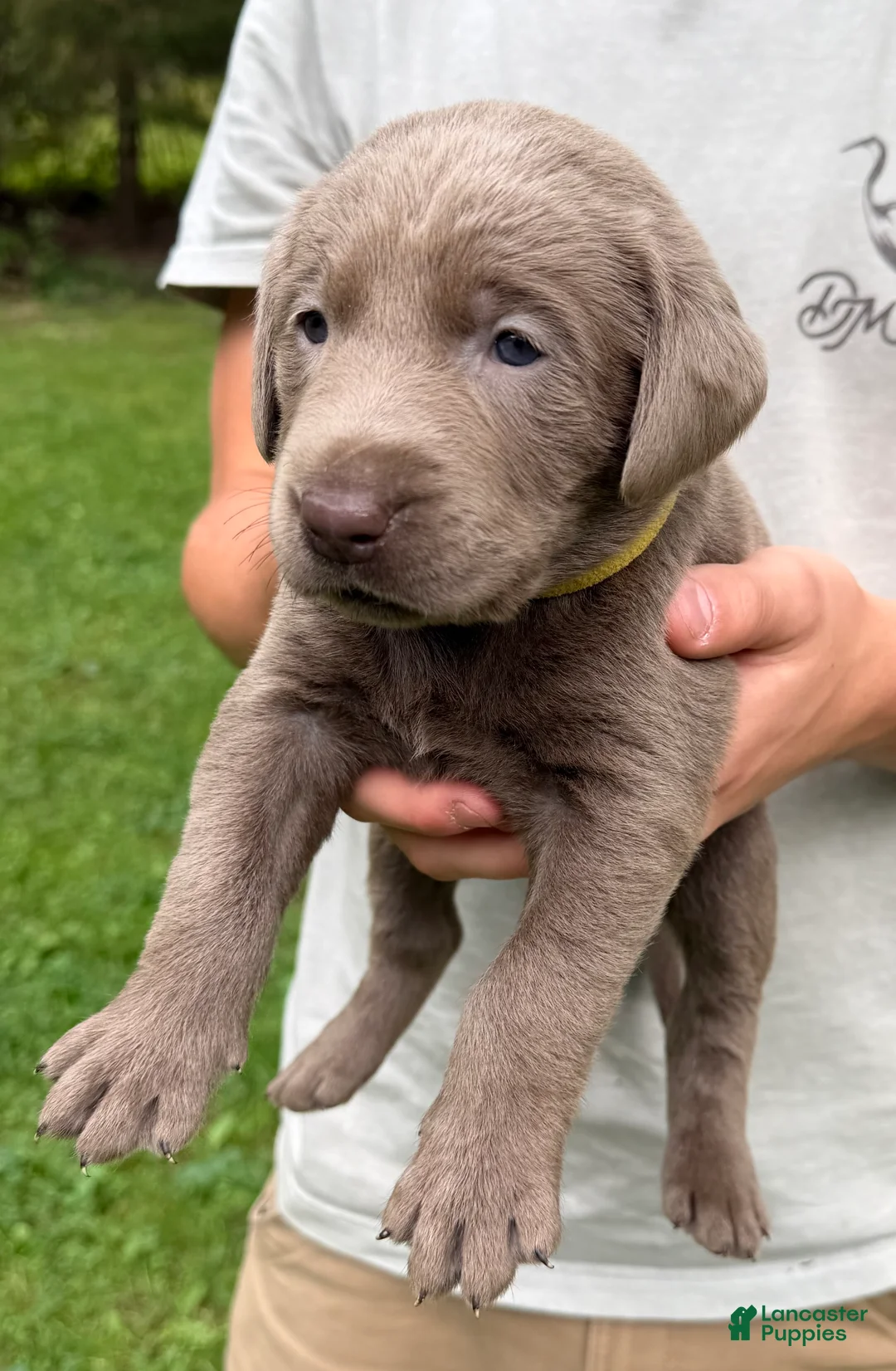 Labrador Retriever dogs for sale: Belle - Ad 1