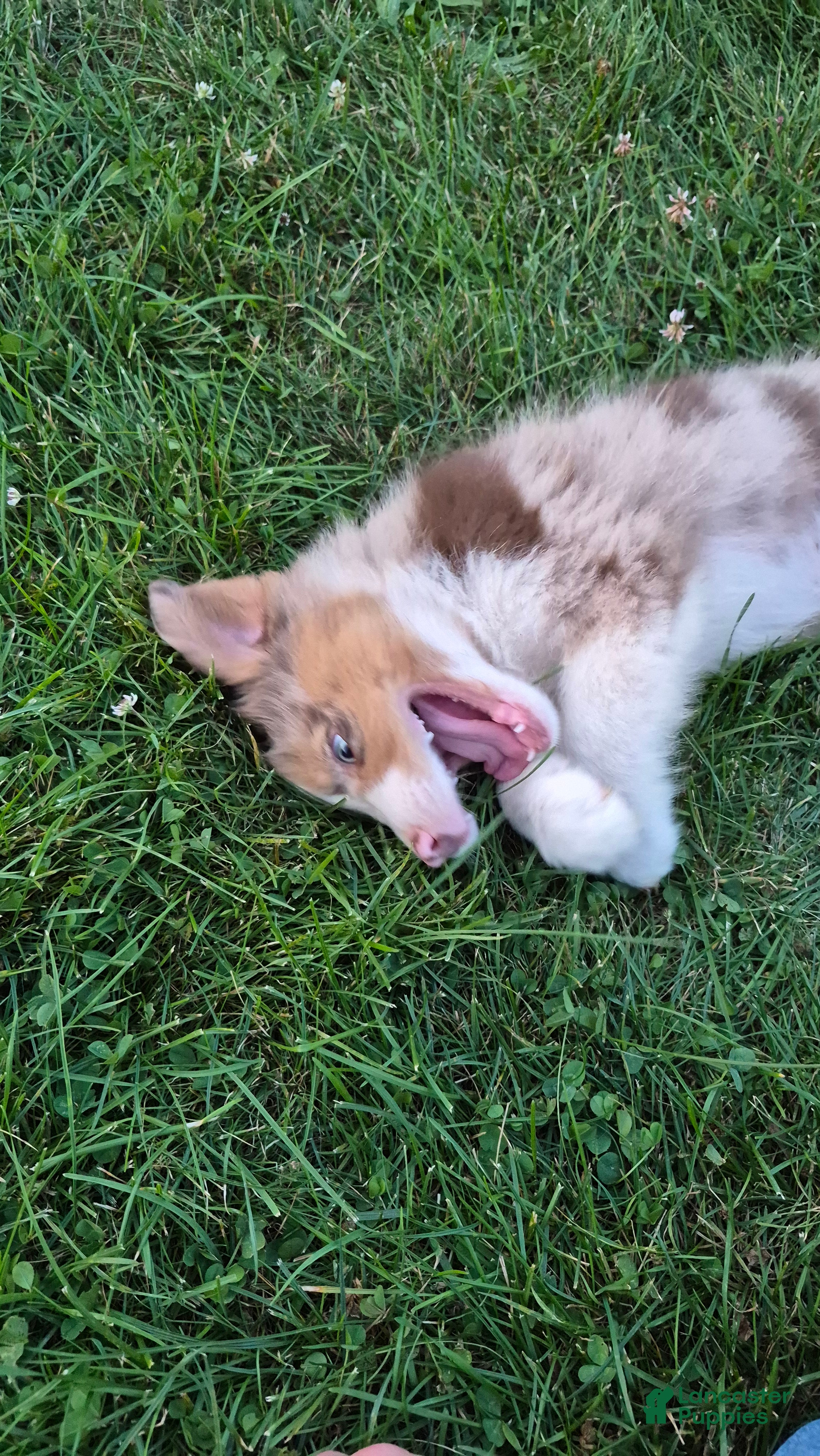 Australian Shepherd dogs Chesnut, A.S.3 - Ad 2
