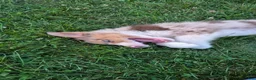 Australian Shepherd dogs for sale: Chesnut, A.S.3 - Ad 2