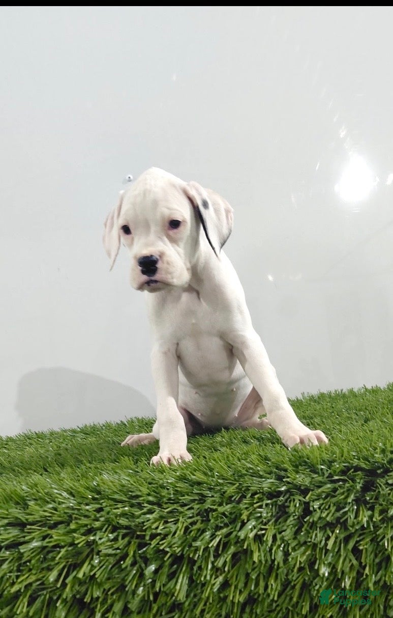 Boxer dogs for sale: Jazzy - Ad 1