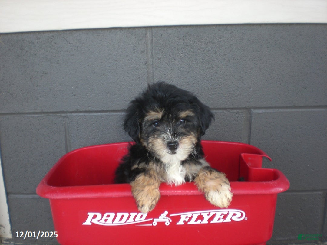 Yorkiepoo dogs for sale: Tina - Ad 6