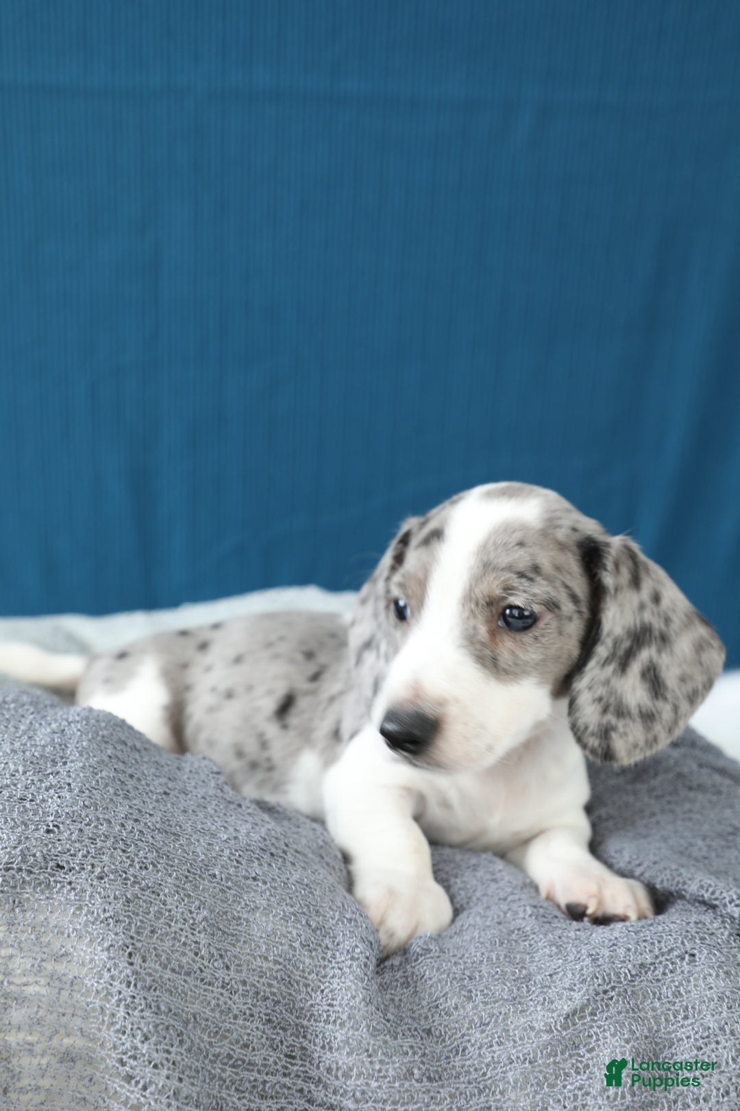 Miniature Dachshund dogs for sale: Domino - Ad 3