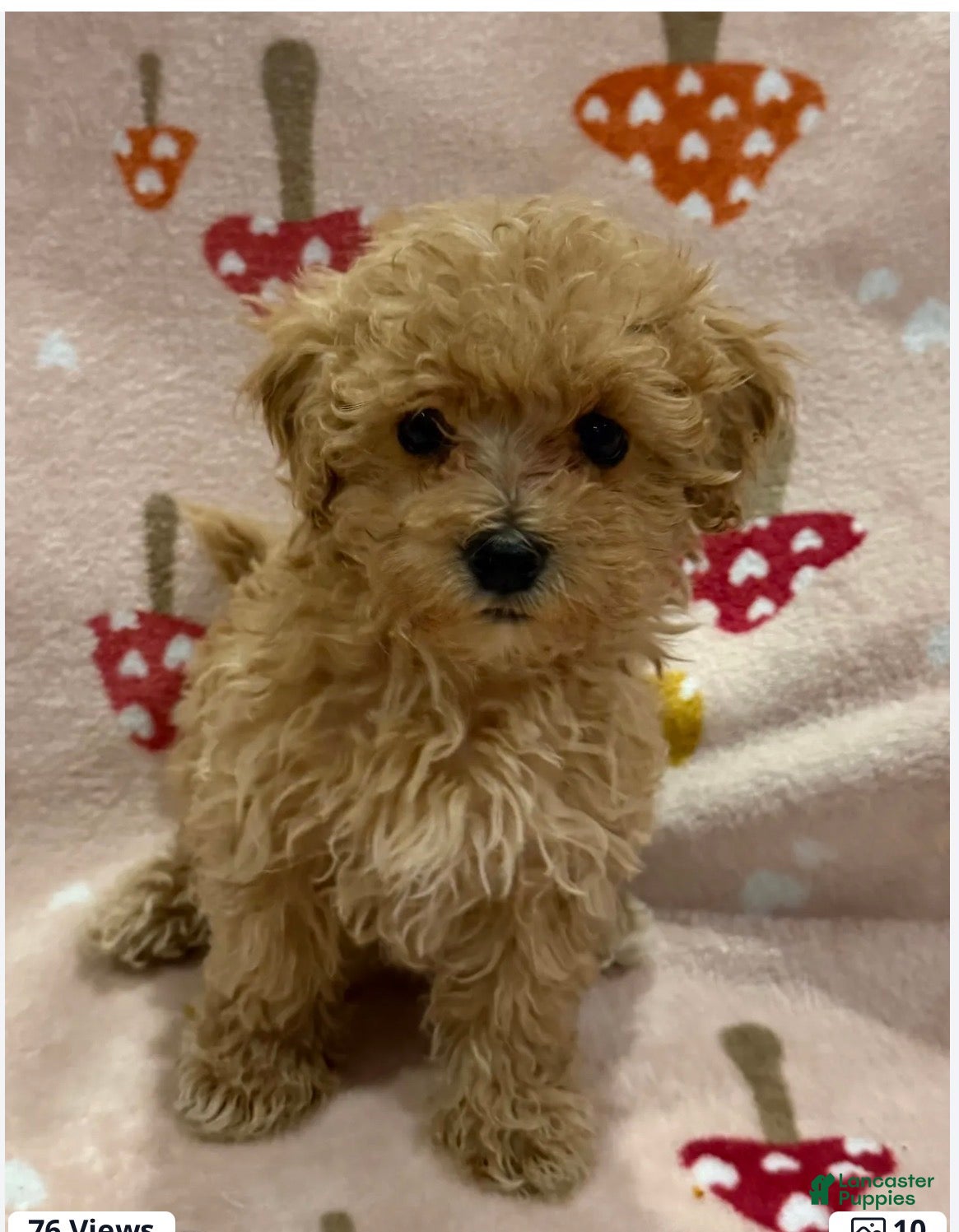 Maltipoo dogs Hope - Ad 4