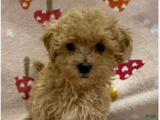 Maltipoo dogs Hope - Ad 4