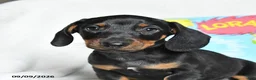 Miniature Dachshund dogs for sale: Onceler - Ad 3
