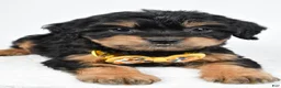 Mixed Breed dogs for sale: Tyson - Ad 6
