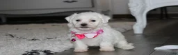 Bichon Frise dogs for sale: 🩷Jasmine🩷  - Ad 2