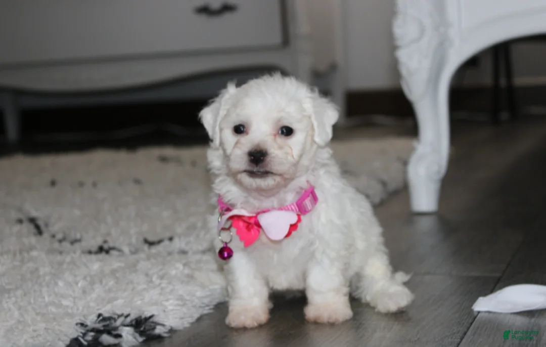 Bichon Frise dogs for sale: 🩷Jasmine🩷  - Ad 2