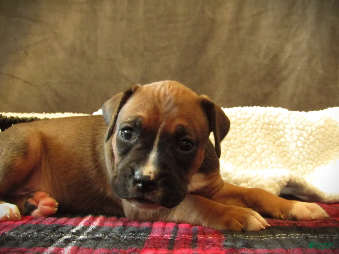 Boxer dogs for sale: Sami - Ad 1