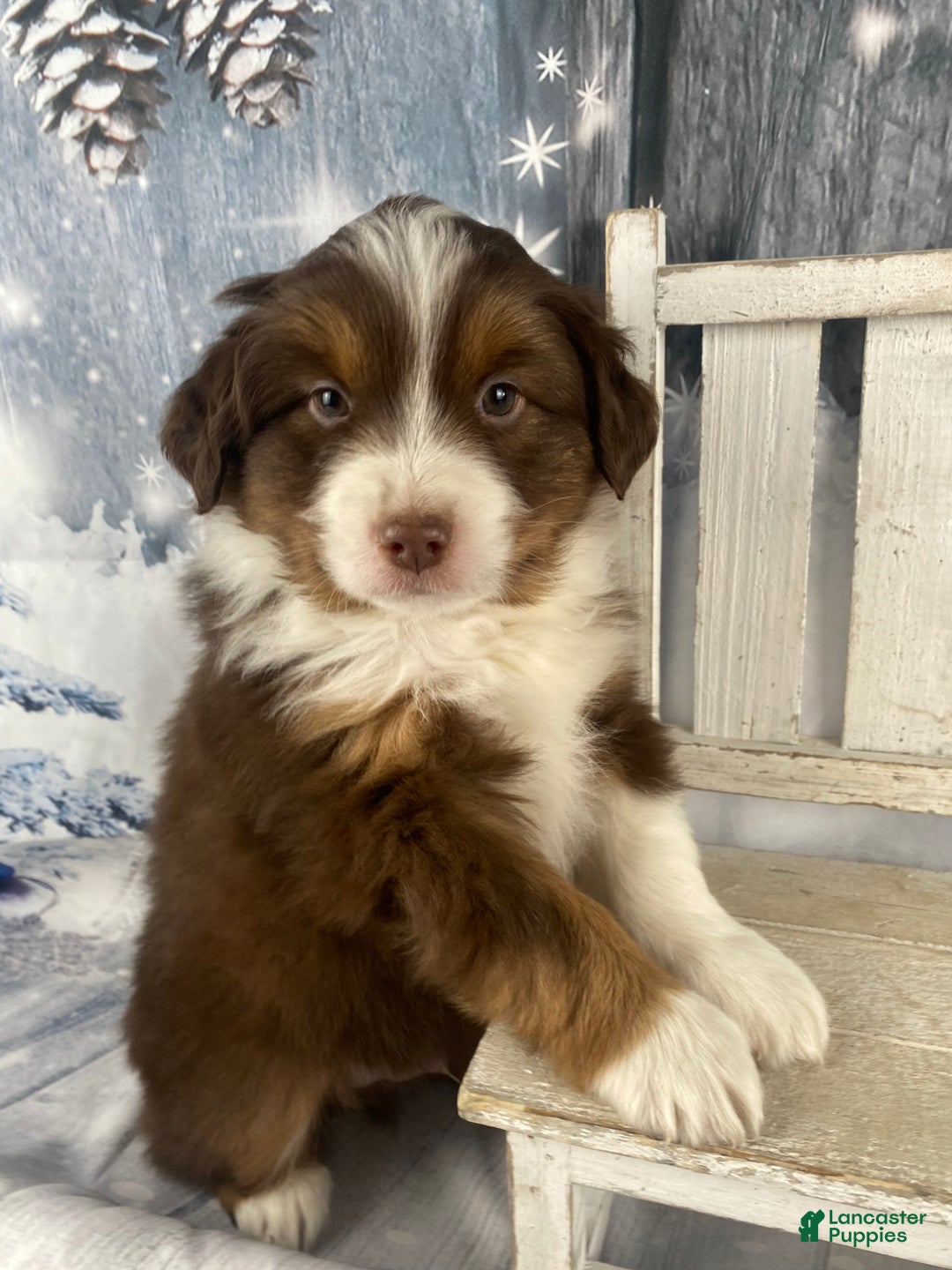 Australian Shepherd dogs for sale: Boone - Ad 9