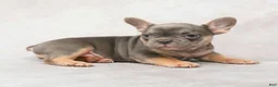 French Bulldog dogs for sale: Morris - Ad 4