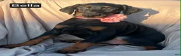 Doberman Pinscher dogs for sale: Bella WEEKEND SPECIAL $250 OFF! - Ad 20