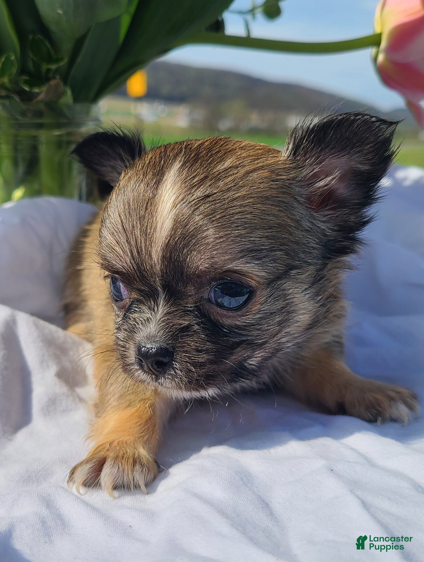 Chihuahua dogs Howie - Ad 2