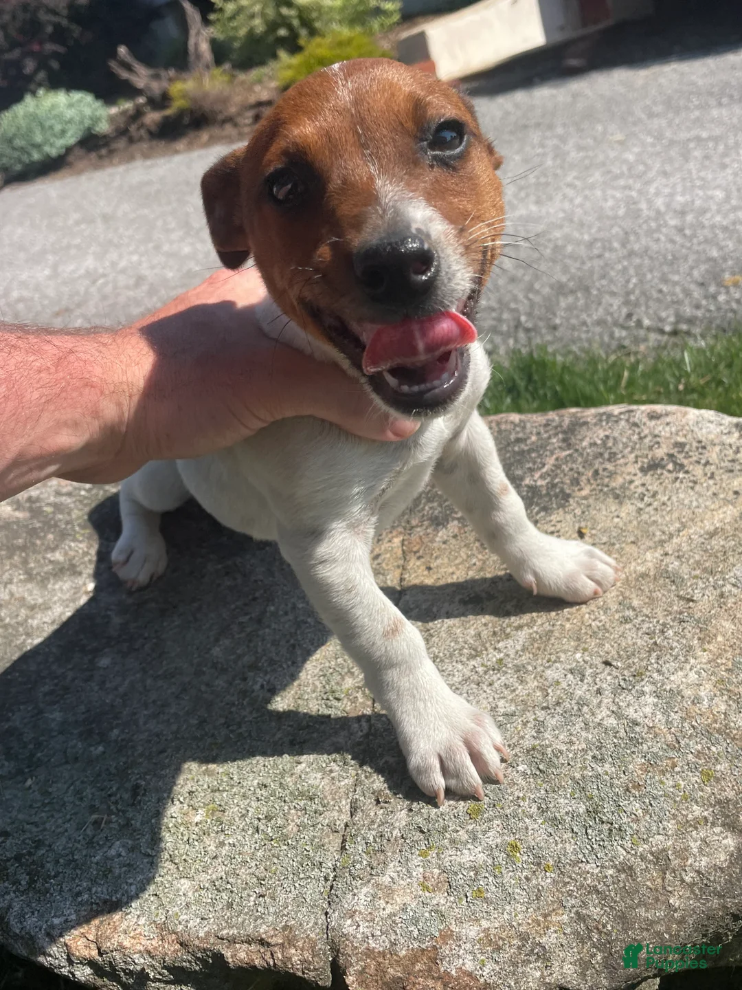 Jack Russell Terrier dogs for sale: Eddie - Ad 4