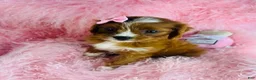Cavapoo dogs for sale: Cavapoo Puppy 1 - Ad 3