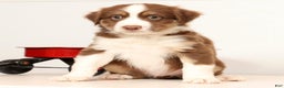 Miniature Australian Shepherd dogs for sale: Rocky - Ad 7