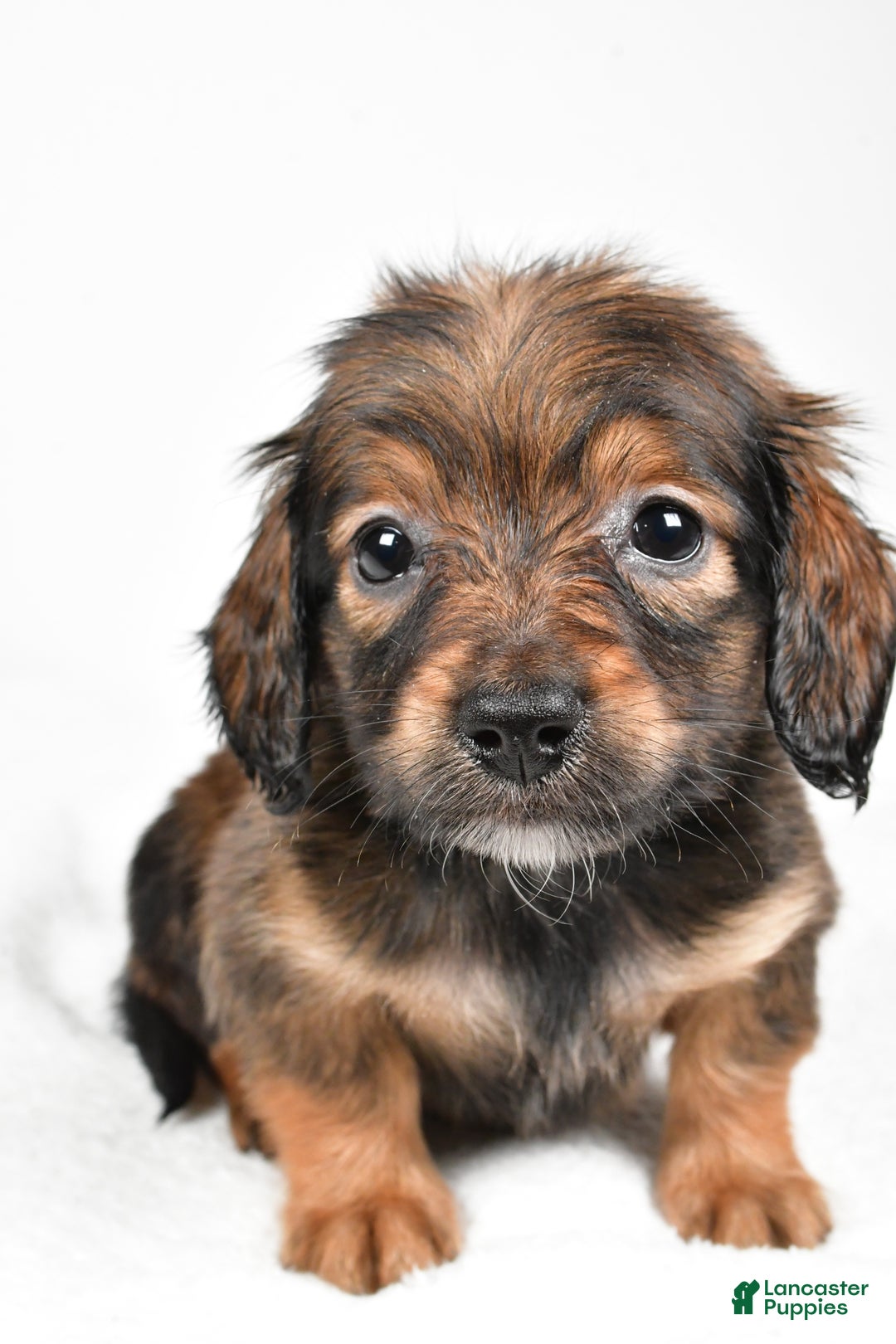 Miniature Dachshund dogs for sale: Bailey  - Ad 4