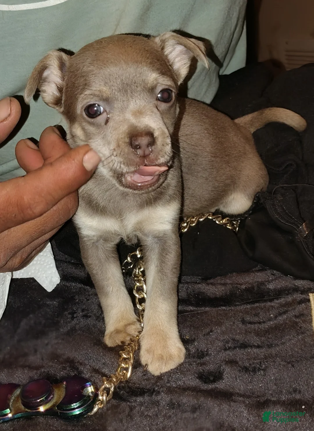 Mixed Breed dogs for sale: Mixed Breed Puppy 2 - Ad 3