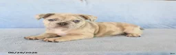 French Bulldog dogs for sale: Owen - Ad 3