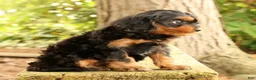 Cavapoo dogs for sale: Sasha - Ad 5