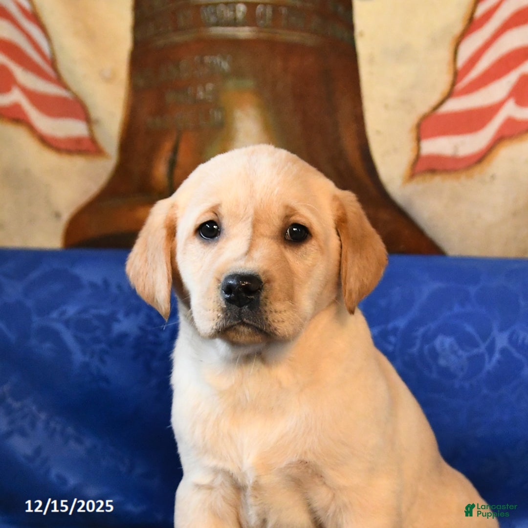 Labrador Retriever dogs for sale: Hazel - Ad 5