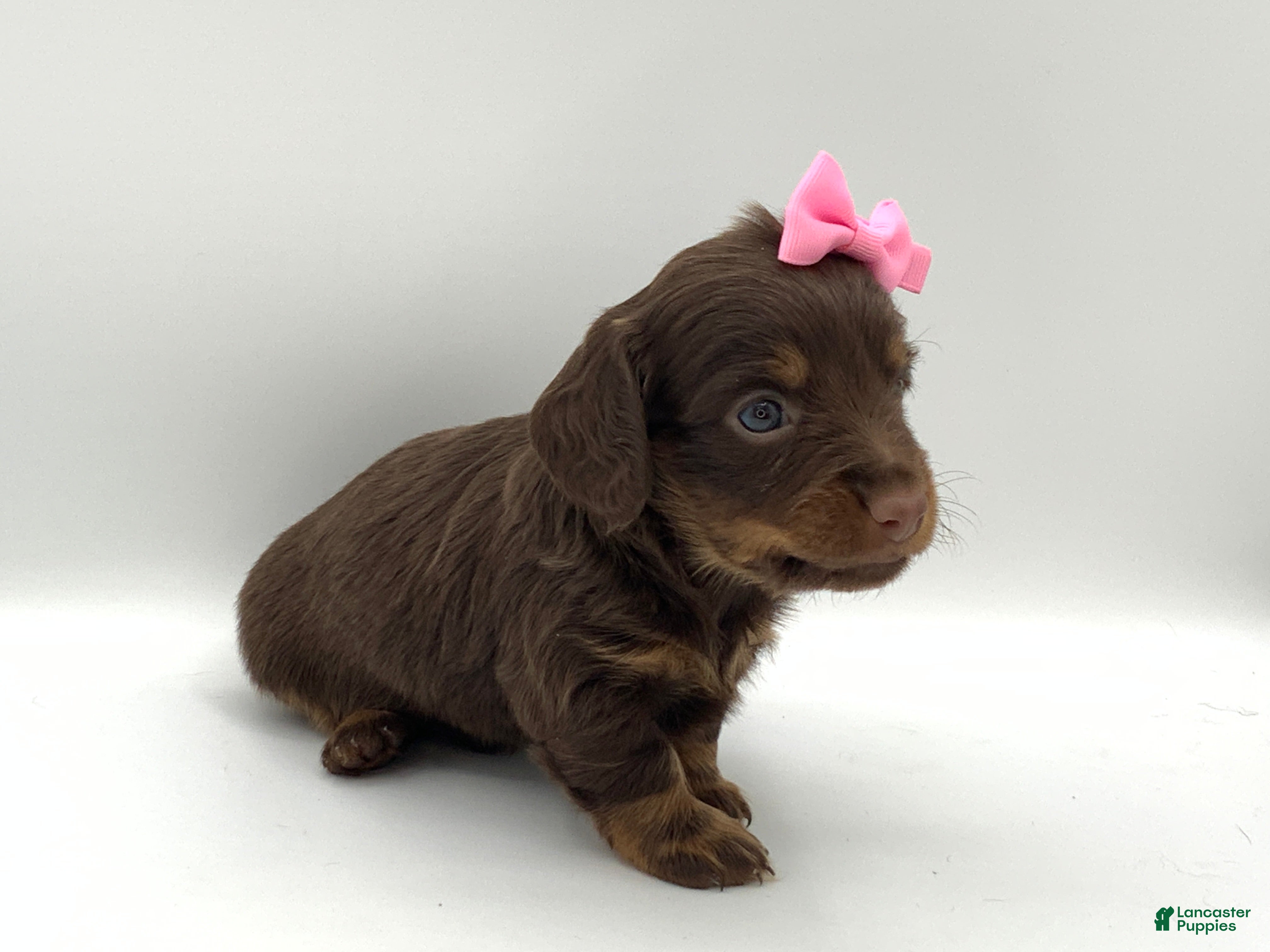 Miniature Dachshund dogs Kenny - Ad 2