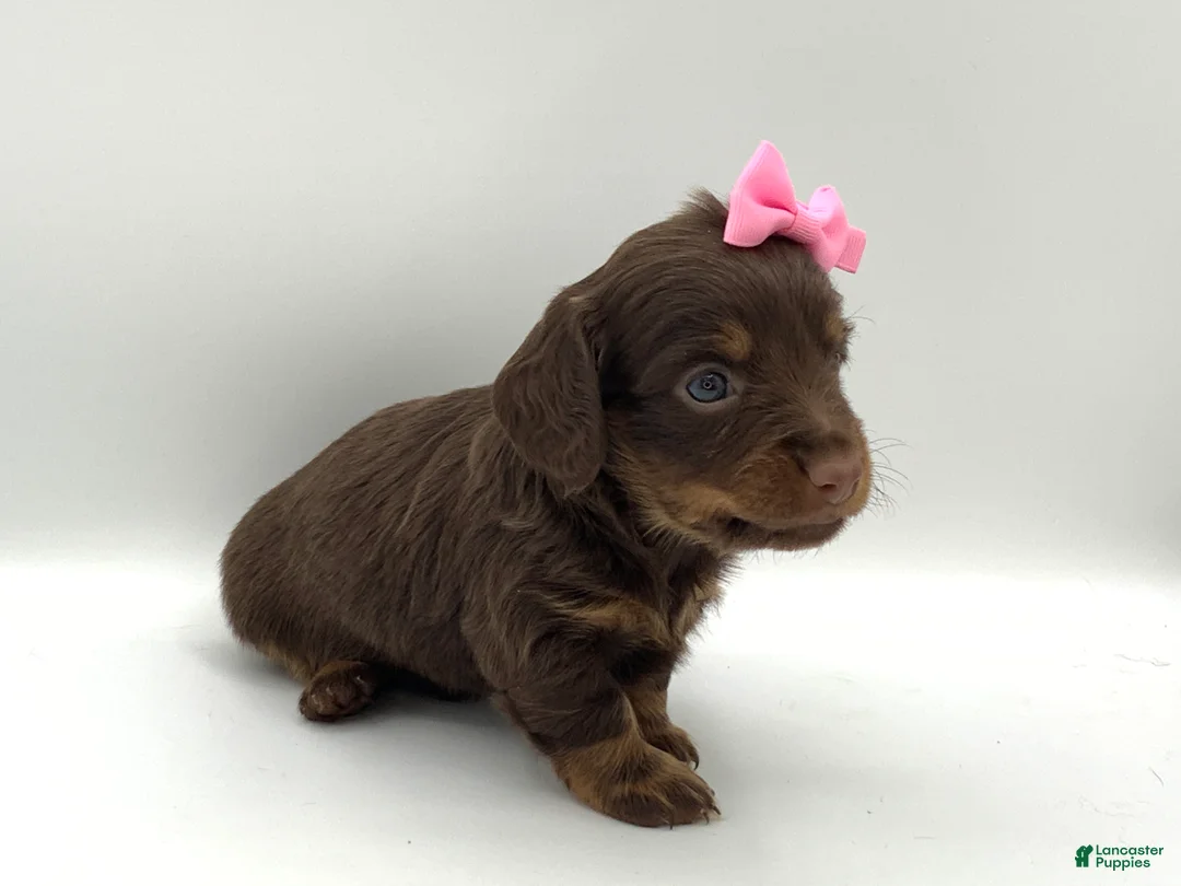 Miniature Dachshund dogs for sale: Kenny - Ad 2