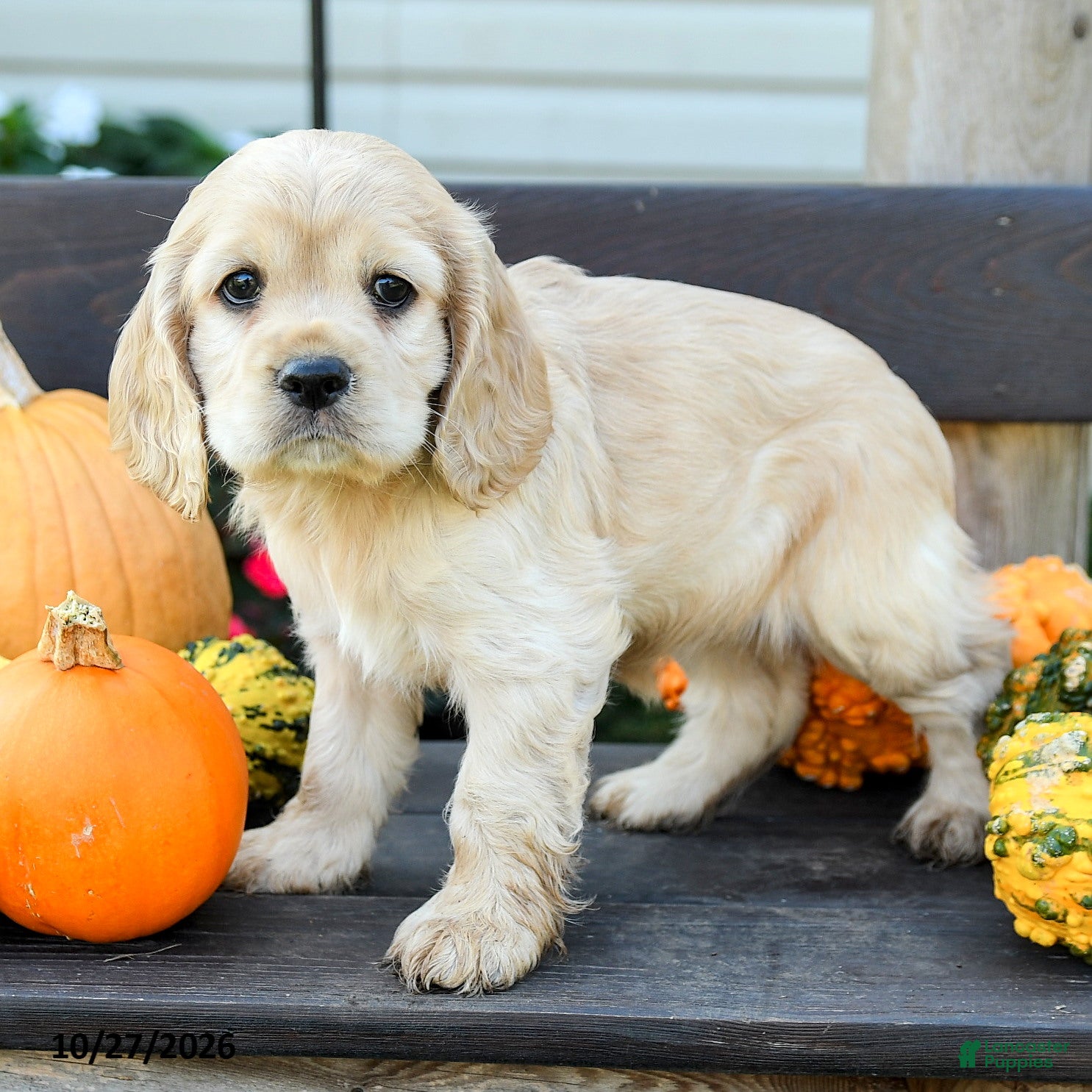 English Cocker Spaniel dogs for sale: Hazel - Ad 2