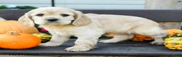 English Cocker Spaniel dogs for sale: Hazel - Ad 1