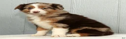 Australian Shepherd dogs for sale: Fluffy - Ad 6