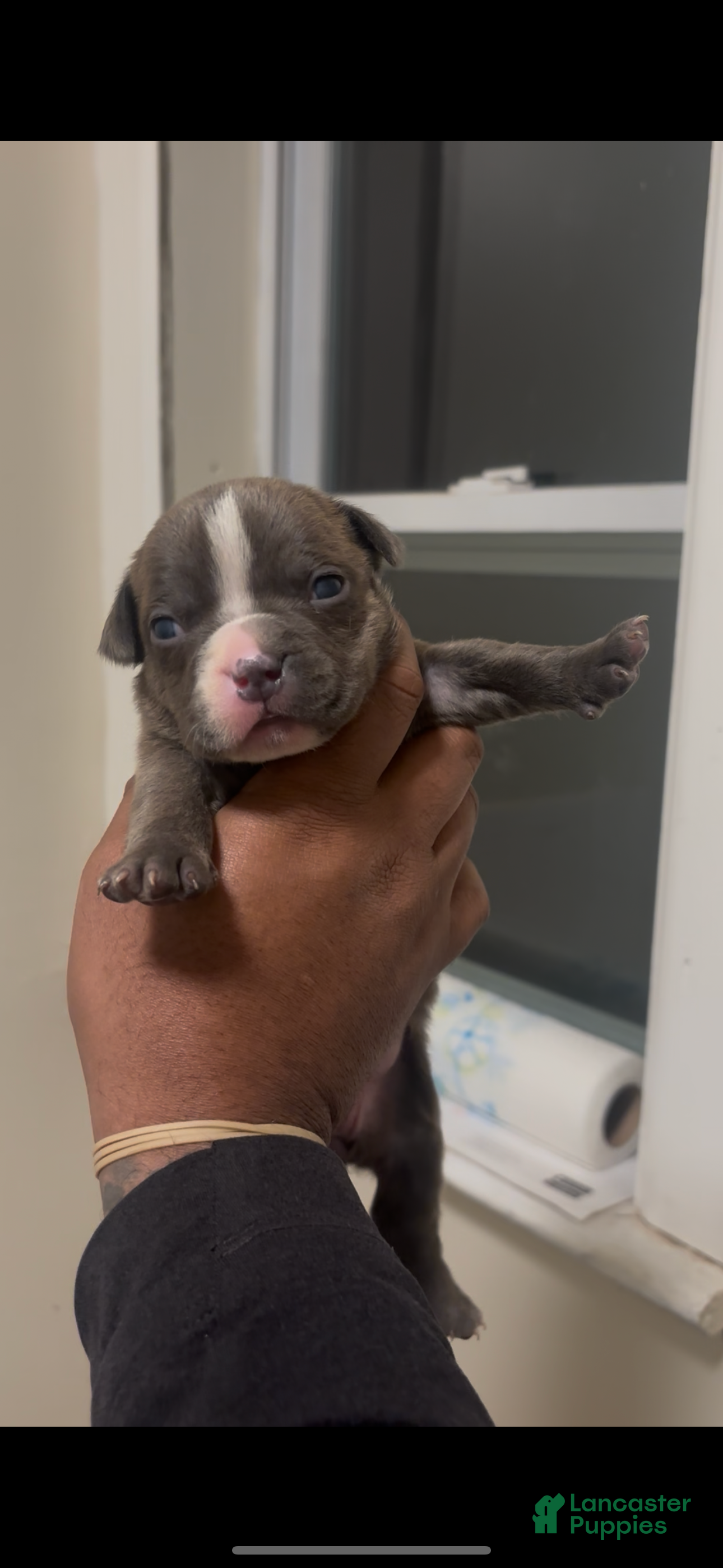 American Bully dogs Little baby  - Ad 42