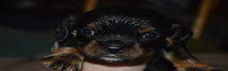 Cavalier King Charles Spaniel dogs for sale: Cavalier King Charles Spaniel Puppy 1 - HUEY - Ad 7