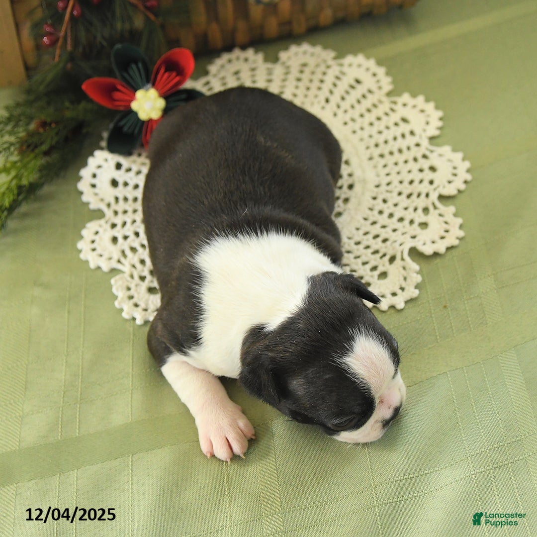 Boston Terrier dogs for sale: Holly - Ad 4