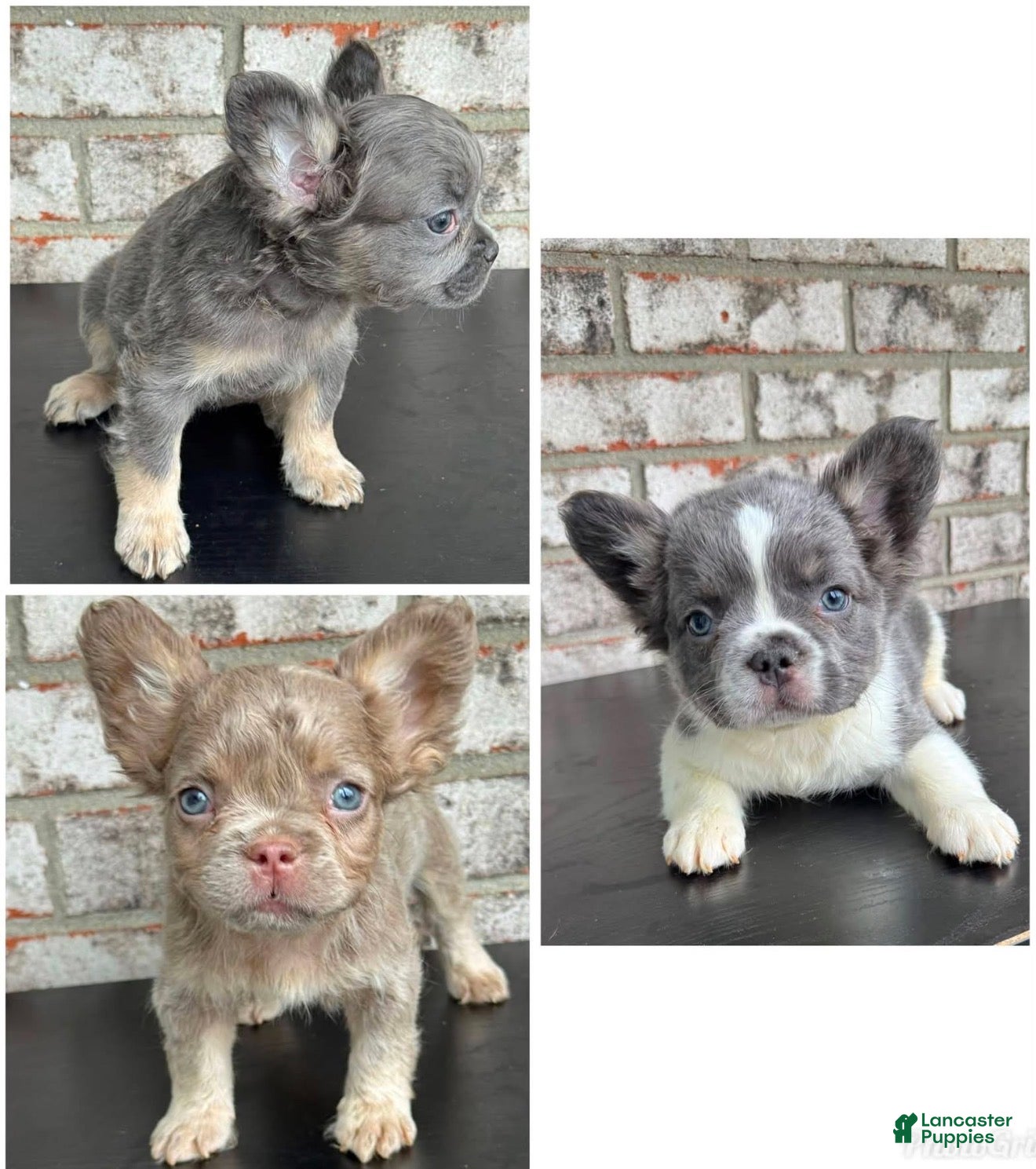 French Bulldog dogs French Bulldog 1 - Ad 8