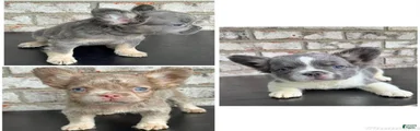 French Bulldog 1