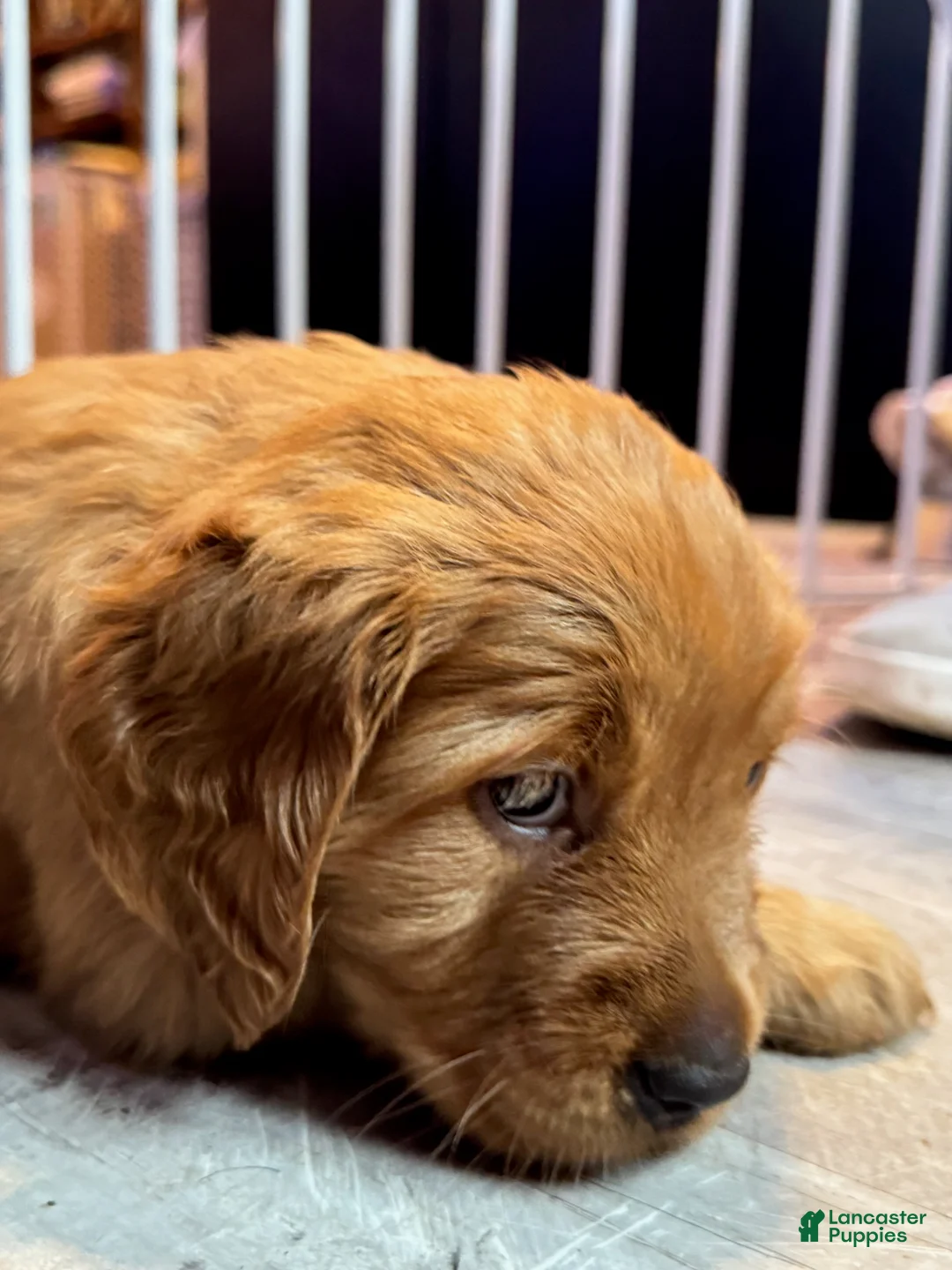 Golden Retriever dogs for sale: Girl 1 - Ad 1