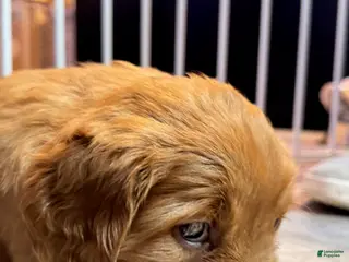 Golden Retriever dogs Girl 1 - Ad 29