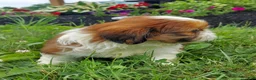 Shih Tzu dogs for sale: DOLLY - Ad 5