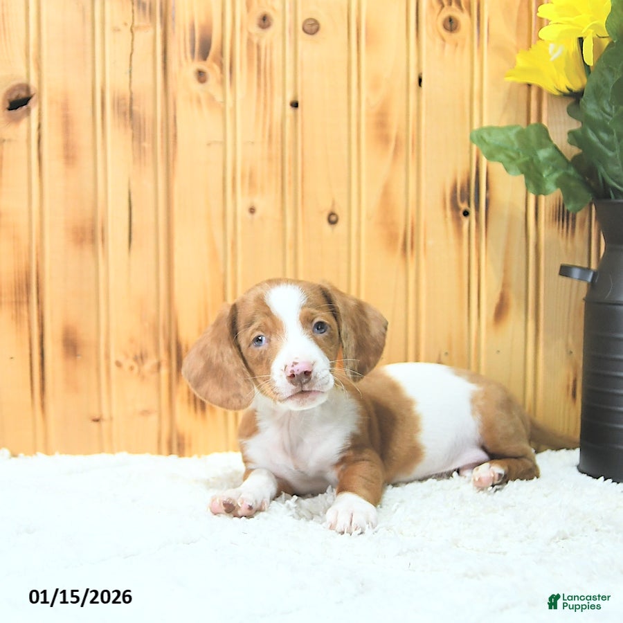 Miniature Dachshund dogs Maverick - Ad 21
